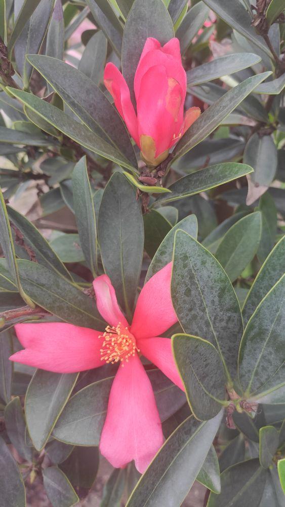 四季茶花的养殖方法，四季茶花的养殖方法和注意事项北方（四季茶花的养殖及注意事项）