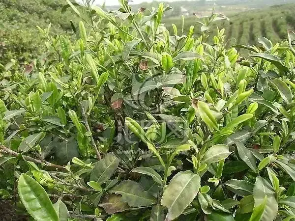 中国十大名茶是哪十大名茶，中国十大名茶是哪十大名茶及类型（中国“十大”名茶）