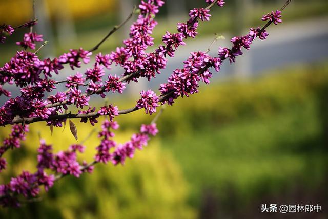 紫荆花是哪里的区花，紫荆花种在什么地方（路边的这种紫荆花与香港区花却大有不同）