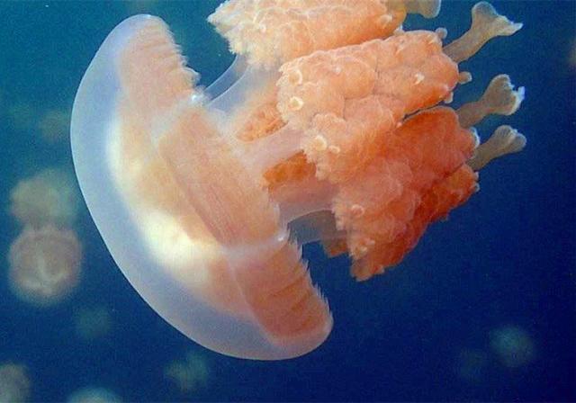 海蜇属于什么动物，水母和海蜇的区别竟如此之大