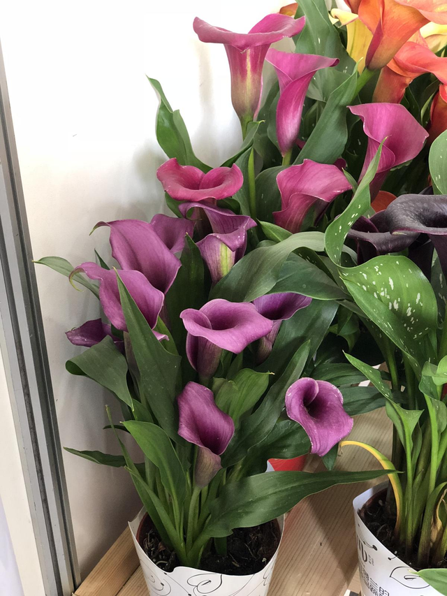 马蹄莲的养殖方法，马蹄莲的养殖方法是什么（还能四季花开不断）