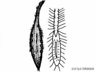 微生物镜检标准是多少，污水处理厂微生物镜检流程与污泥活性分析总结