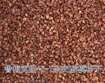 杨铁叶子是什么样子的，杨铁叶子叫什么（鲁梅克斯-K-1杂交酸模）