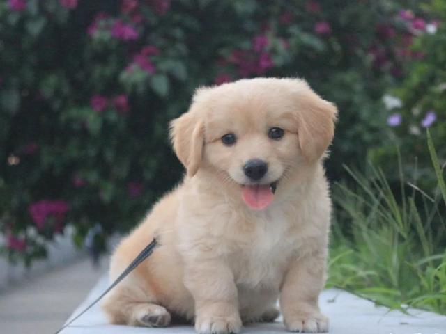 金毛犬，6种狗狗小时候和长大的对比（金毛犬的优缺点及性格）