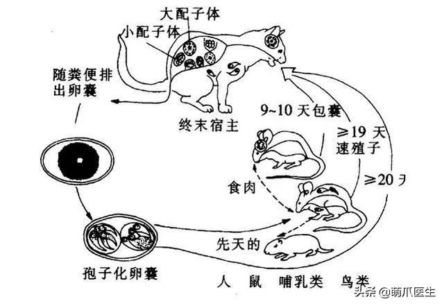 猫砂属于什么垃圾，猫砂盆是属于什么垃圾（垃圾分类马上要推广到全国了）