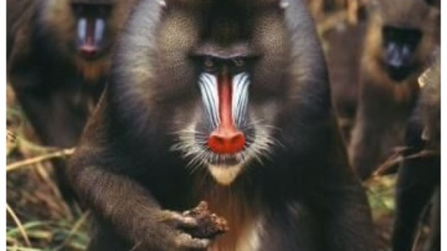 山魁和山魈的区别，山魈和山魁是一样的吗（而是现实版的“美猴王”）