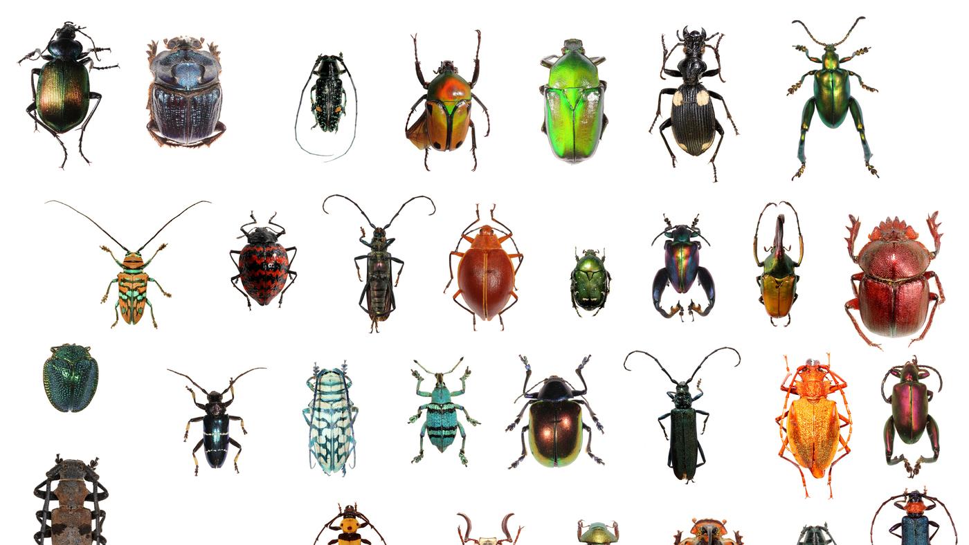 各类甲虫及图片大全图片