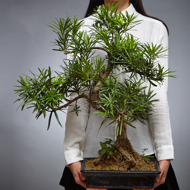 胡椒木(胡椒木盆景,盆越小水越少(胡椒木盆景图片大全欣赏)