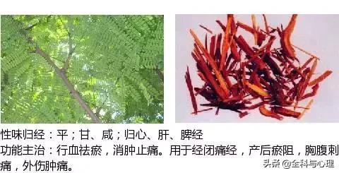 鸡肠风的功效与作用，史上最全中草药图谱