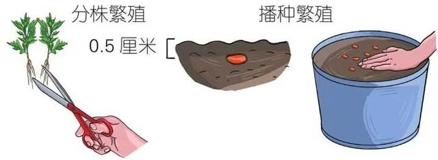 艾草种子什么时候播种，艾草什么时间播种（养生生活从栽种一棵艾草开始）