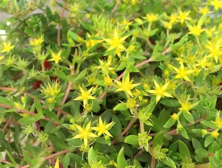 垂盆草开花是黄色五角星形状,带有淡淡清香,农村里被马蜂蛰了后可以拿