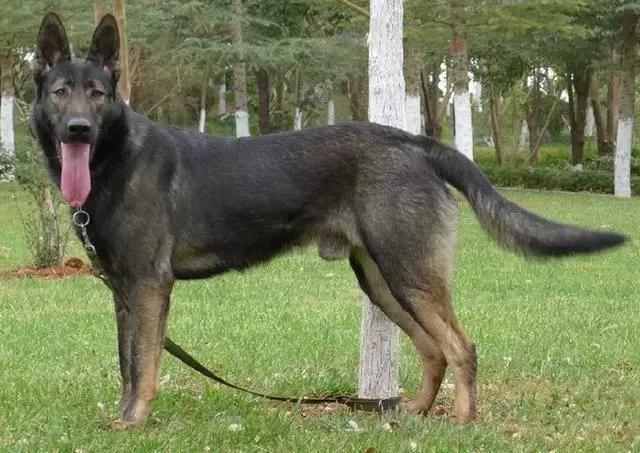 警犬一般是什么品种,警犬一般是什么品种图片排名(全球常用的几类警犬