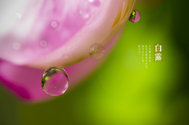 百岁无忧.，微信头像，百岁无忧.（十五首白露诗词）