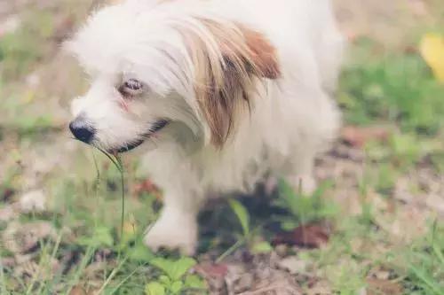 狗食的种类及饲养管理知识，狗食的种类及饲养管理知识图片（狗狗常用饲料的种类）