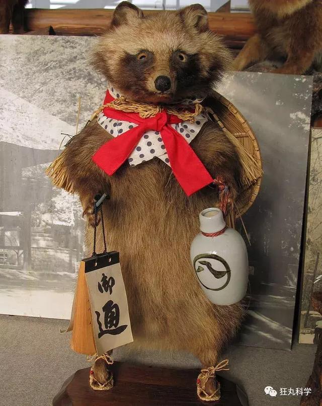 小浣熊干脆面广告，浣熊为什么叫干脆面（甚至还有人对着小熊猫喊干脆面……你分得清这些萌物吗）