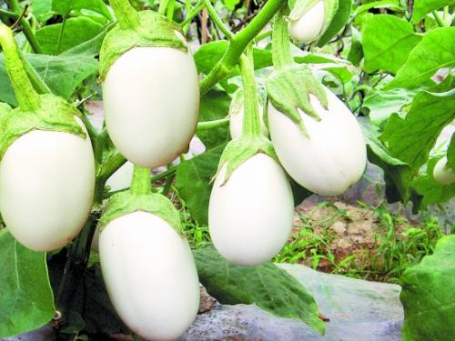 夏天大棚茄子栽培技术，大棚种植茄子