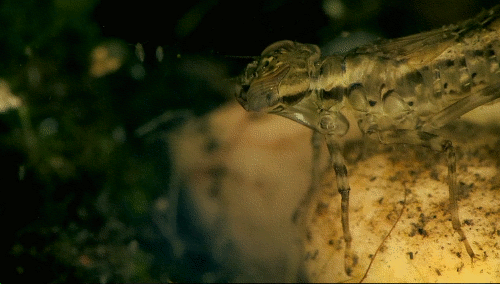 蜻蜓的特点是什么，蜻蜓的特点是什么技能（蜻蜓的特点是什么）