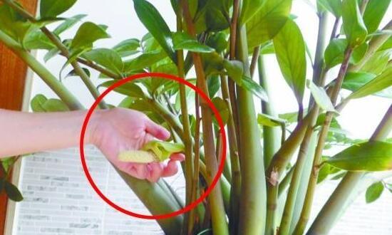 金钱树开花预示什么，金钱树（金钱树怎样扦插繁殖）