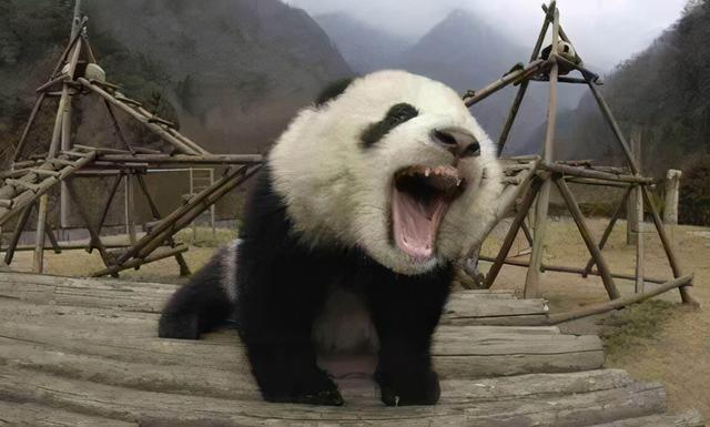 蚩尤的坐骑是什么，蚩尤的坐骑是什么神兽（涿鹿之战蚩尤真的骑着大熊猫作战）