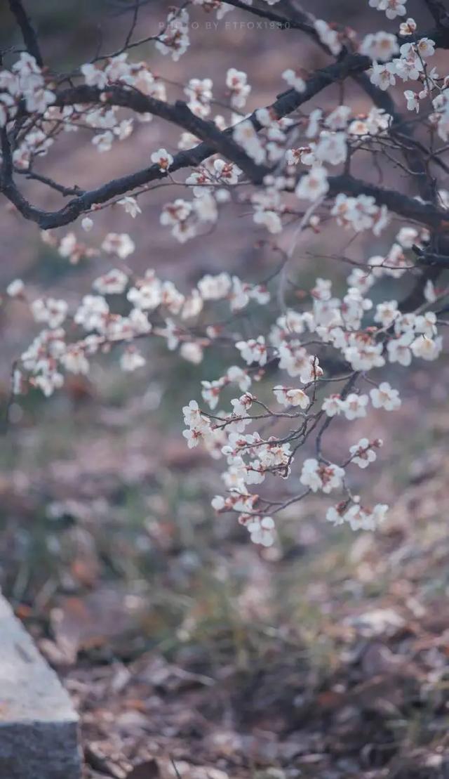 青岛景点排名一览表，青岛旅游景点大全（青岛旅游景点大全排名）