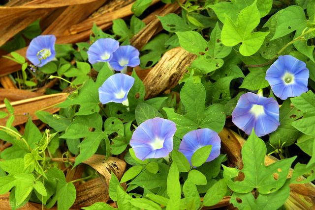 想念却不敢打扰的诗句，想念却不敢打扰的诗句经典（清茶浊酒尽孤寂）