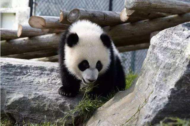 海狸是哪个国家的国宝，海狸是哪个国家的国宝的寿命（在加拿大寻找身价过亿美元的动物）