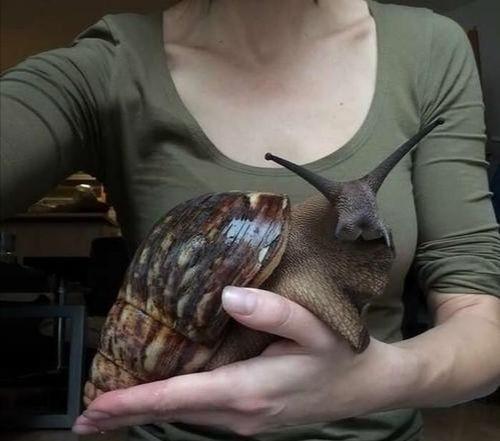 蜗牛还有哪些信息，蜗牛的信息有哪些（蜗牛从出生就要为了外壳努力）