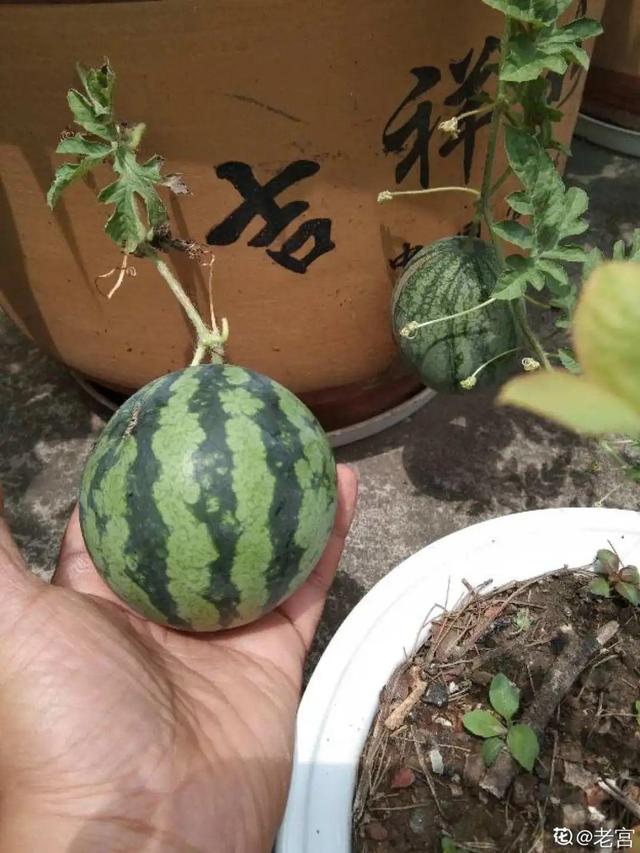 夏天的水果有哪些（夏天常见6种水果）