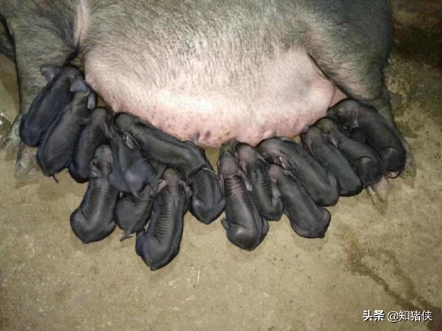 母猪平均产仔数多少，我国这种猪产仔数26头以上