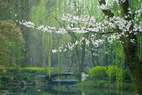 欲钱去树上找一找，欲钱去树上找一找是什么生肖（路过花瓣都能落头上）