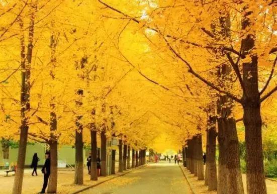 沈阳农业大学林学院（辽宁省银杏最佳观赏攻略）