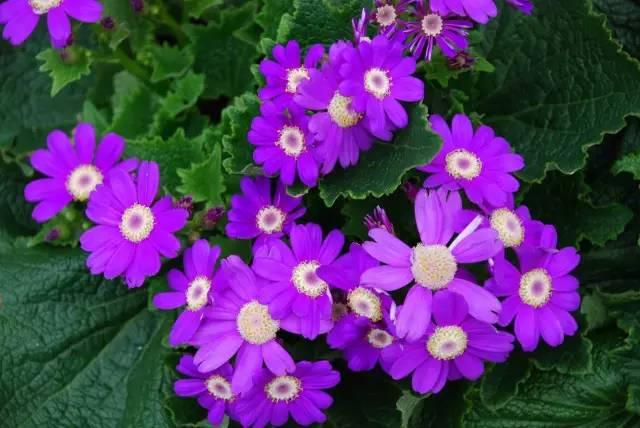 各种花的花语，各种花的花语爱情（史上最全花语大全）