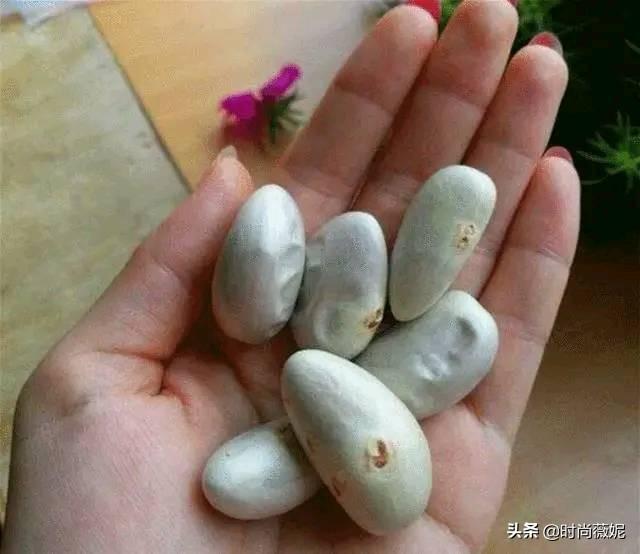 菠萝蜜种子怎么吃，菠萝蜜籽怎么吃（吃菠萝蜜留下“籽”）