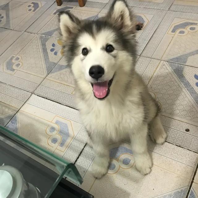 金毛犬，6种狗狗小时候和长大的对比（金毛犬的优缺点及性格）