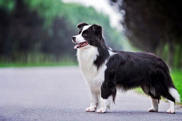 怎样挑选边牧幼犬，怎样挑选边牧幼犬幼崽（边境牧羊犬怎么看纯不纯）