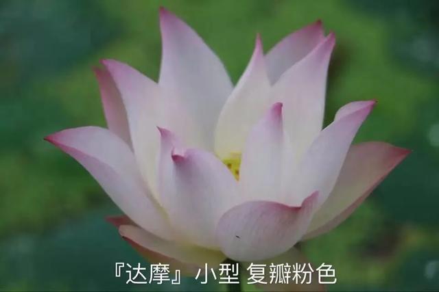 海尔芙拉的花期，海尔芙拉花苞（最能代表夏天的植物——碗莲、睡莲）