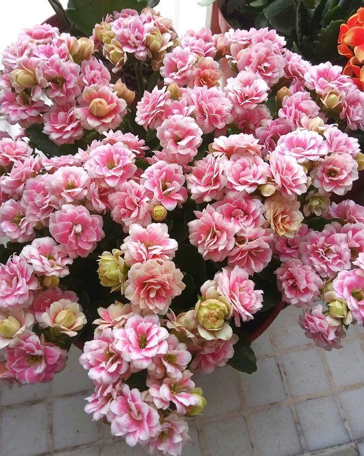 全都美极了,只养1盆真的不够吗(花朵最大的长寿花品种) - 美客网