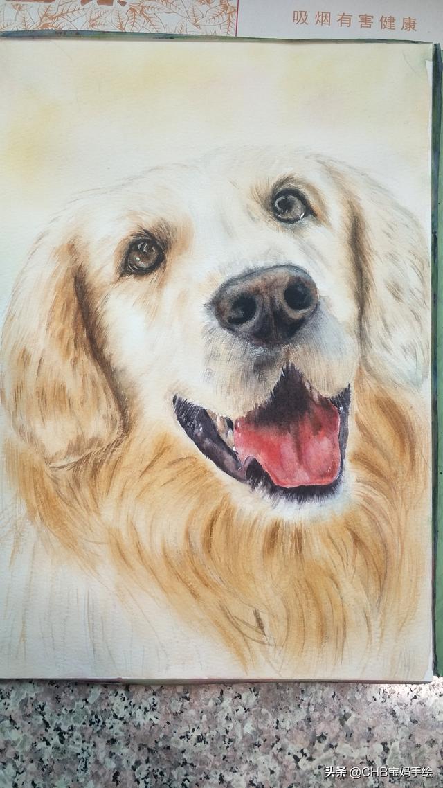 狗的笔顺（篝的笔顺，用水彩笔画一只可爱的金毛狗（狗的笔划笔顺）