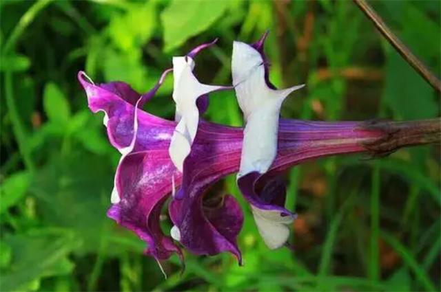 曼陀罗的寓意和花语，曼陀罗花种植方法（共分为光界、暗界2种类别）