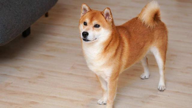 日本柴犬的特点，日本柴犬品种推荐（独立干净爱掉毛）