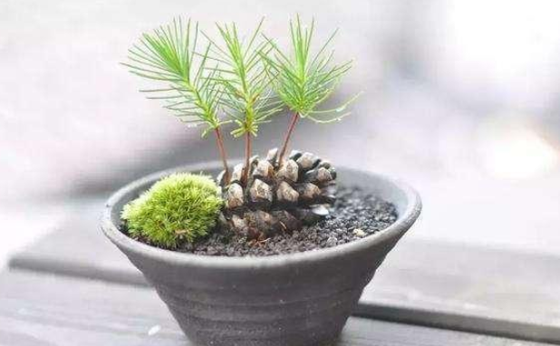 松塔的功效与作用，药用价值（可镇宅招财、提升档次）