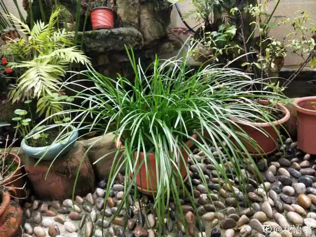 兰花什么时候开花，兰花开花时间（兰花最全养护要点）