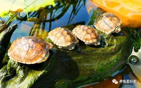 乌龟腐甲烂甲严重怎么治，是不是很想知道你的龟为什么会腐甲