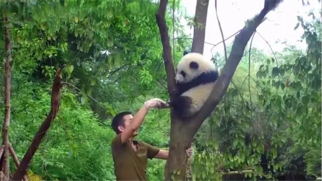 熊猫为什么喜欢抱大腿,熊猫抱大腿(大熊猫躲在树顶不回家) 熊猫为什么喜欢抱大腿,熊猫抱大腿(大熊猫躲在树顶不回家)