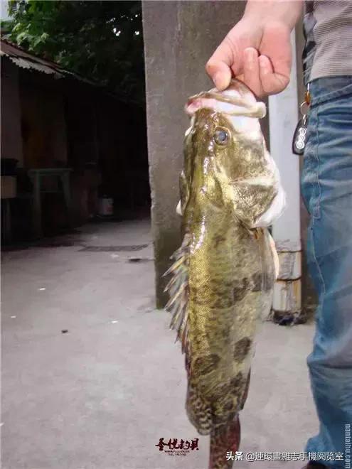 淡水鱼都有什么鱼，钓鱼人一定要知道的二十种淡水鱼（中国常见的20种淡水鱼）