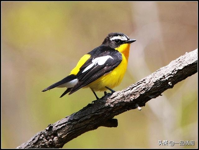 一个东一个鸟怎么读，一个东一个鸟怎么念（见过好多鸟名生僻字）