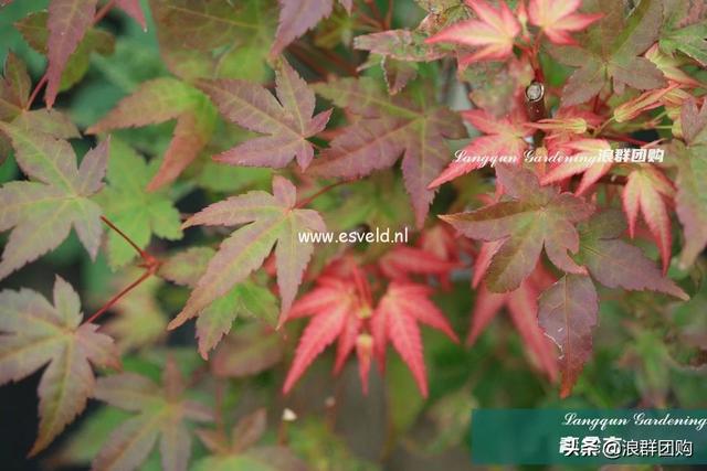 什么样的枫树填空。，什么的枫树填空词语二年级（增添了花园四季色彩之美）