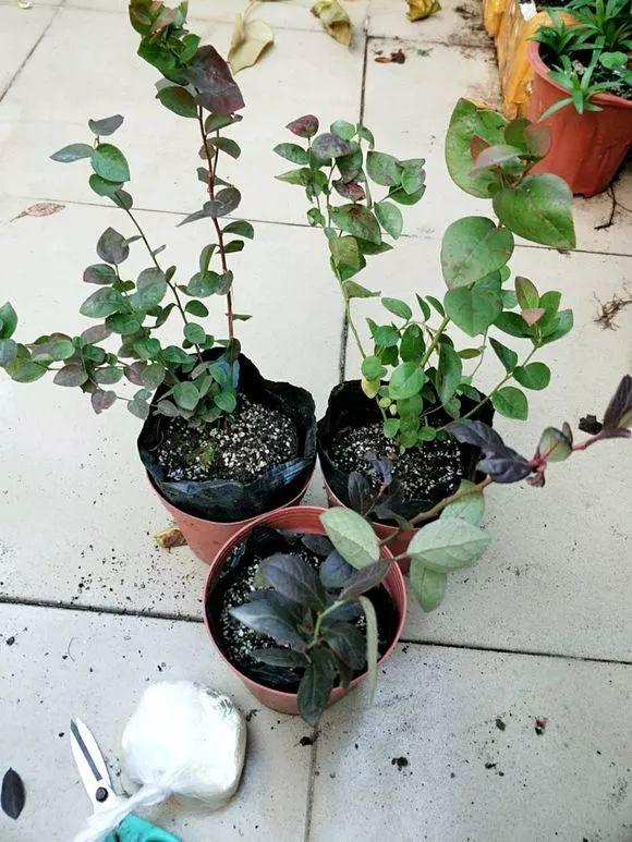 霸王花是火龙果的花吗，昙花、霸王花、火龙果花和令箭荷花的区别（奶奶把一根枝插土里）