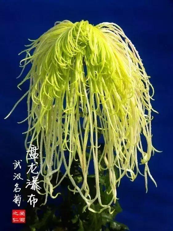 世界最美菊花80种太美了，金秋十月赏菊花——世界最美菊花80种送给您