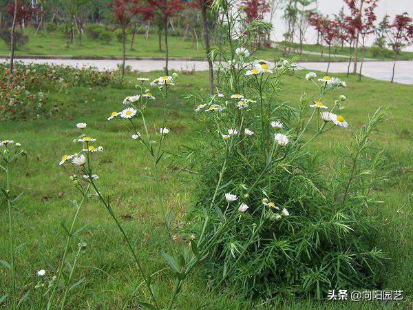 小飞蓬的功效与作用，小飞蓬的功效与作用是什么（农民伯伯叫它“小飞蓬”）